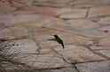 29 Green-bellied hummingbird